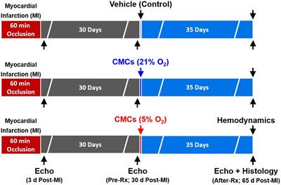 Cardiac Mesenchymal Cells Cultured at Physiologic Oxygen Tension Have Superior Therapeutic Efficacy in Heart Failure Caused by Myocardial Infarction